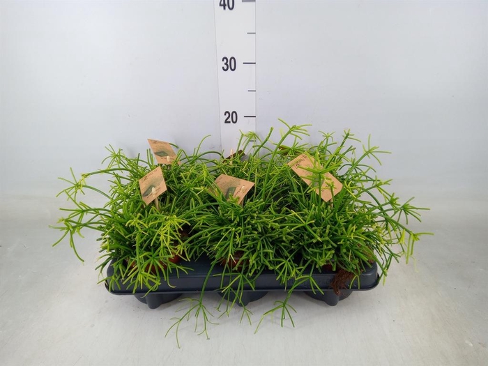 <h4>Rhipsalis baccifera 'Oasis'</h4>