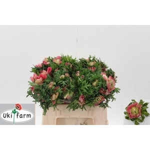 Anem Levante Rossa Chiaro