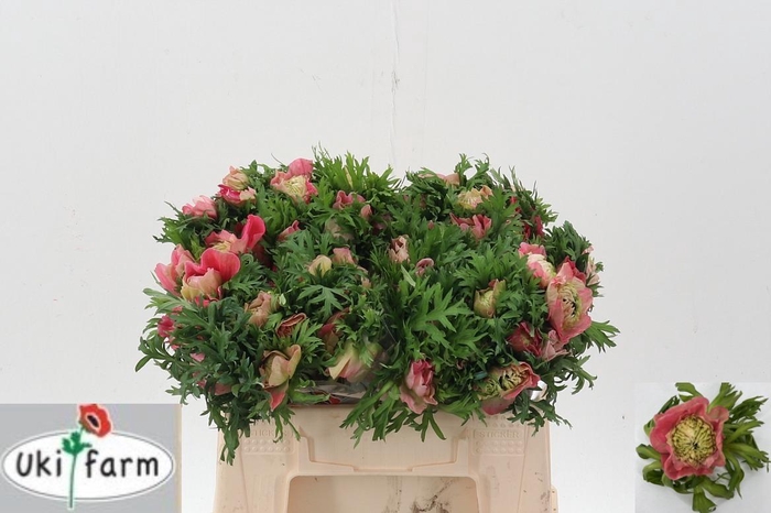 <h4>Anem Levante Rossa Chiaro</h4>