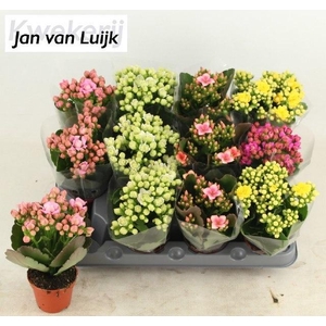 KAL EN GEM 5 KL