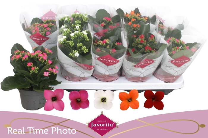 <h4>KAL EN GEM 5 KL</h4>