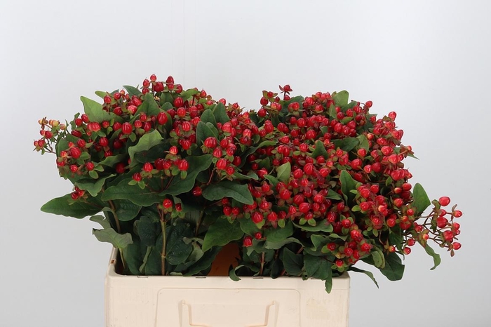 <h4>Hyp Mag Triumph</h4>