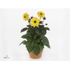 Dahlia  'Dahlinova Tempt Golden'