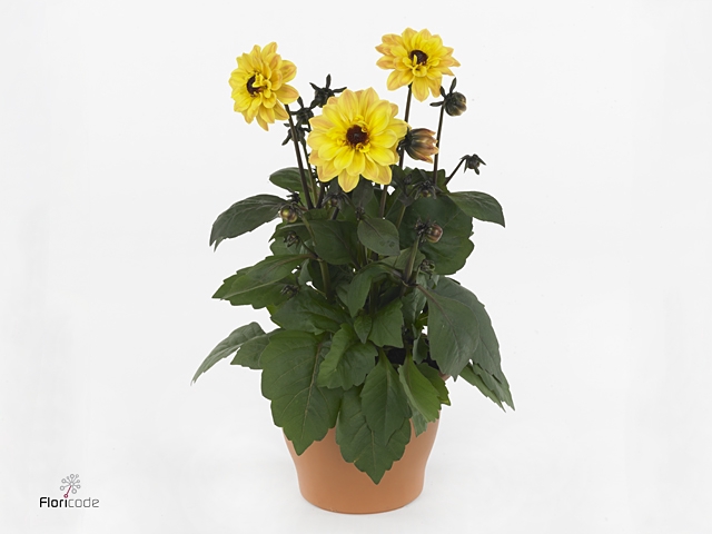 Dahlia  'Dahlinova Tempt Golden'