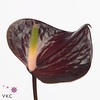 Anthurium Black Love