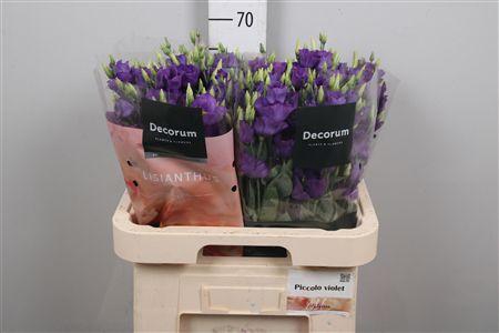 <h4>Eus E Picco Violet</h4>