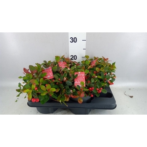Gaultheria proc. 'Big Berry'