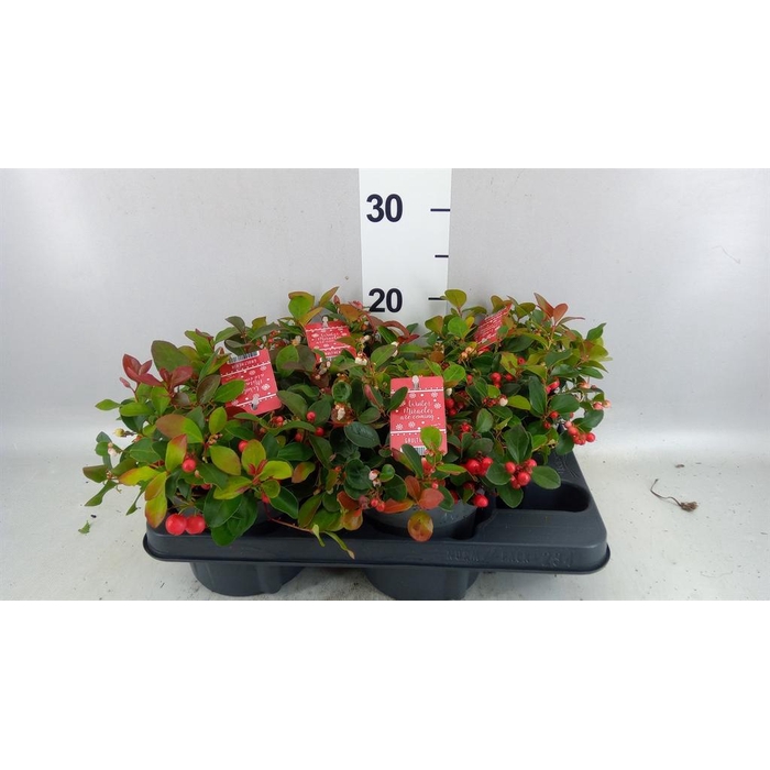<h4>Gaultheria proc. 'Big Berry'</h4>