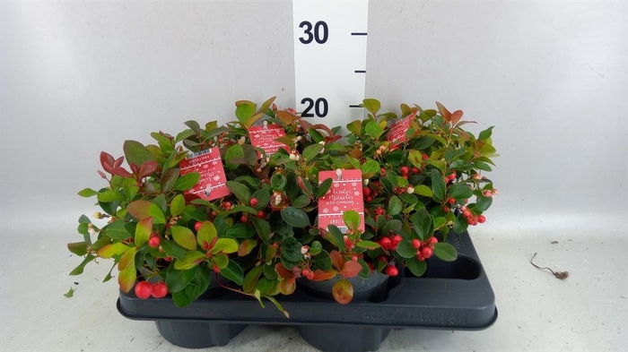 <h4>Gaultheria proc. 'Big Berry'</h4>