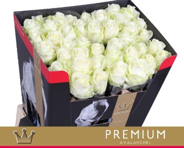 <h4>Rosa large avalanche+ Bernhard Premium</h4>