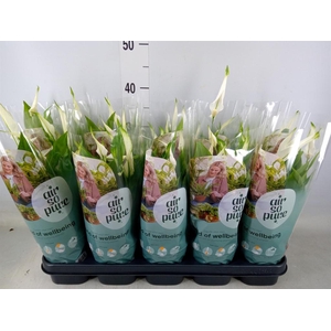 Spathiphyllum  'Bellini'