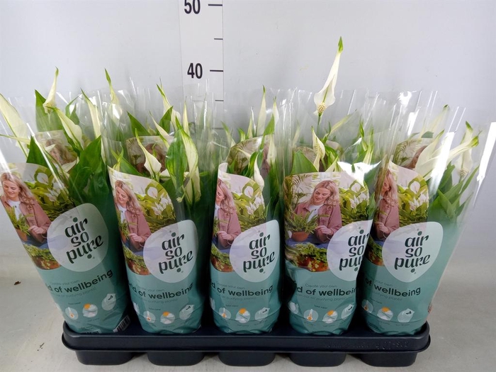 <h4>Spathiphyllum  'Bellini'</h4>