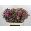 Chamelaucium Kerryn