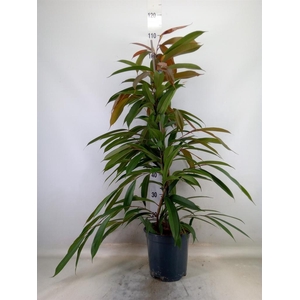 Ficus binn. 'Amstel King'