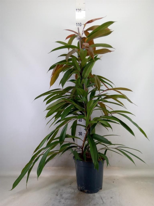 <h4>Ficus binn. 'Amstel King'</h4>