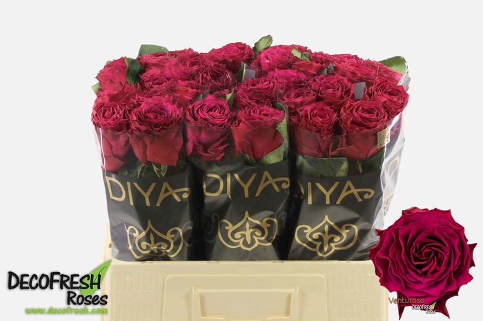 <h4>R Gr Venturoso Extra Diya</h4>