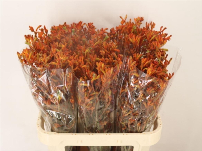 <h4>Anigoz Sienna Gold</h4>