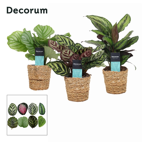 <h4>Calathea Mix in Ruby mand (Decorum)</h4>