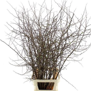 Chaenomeles Ivoor White