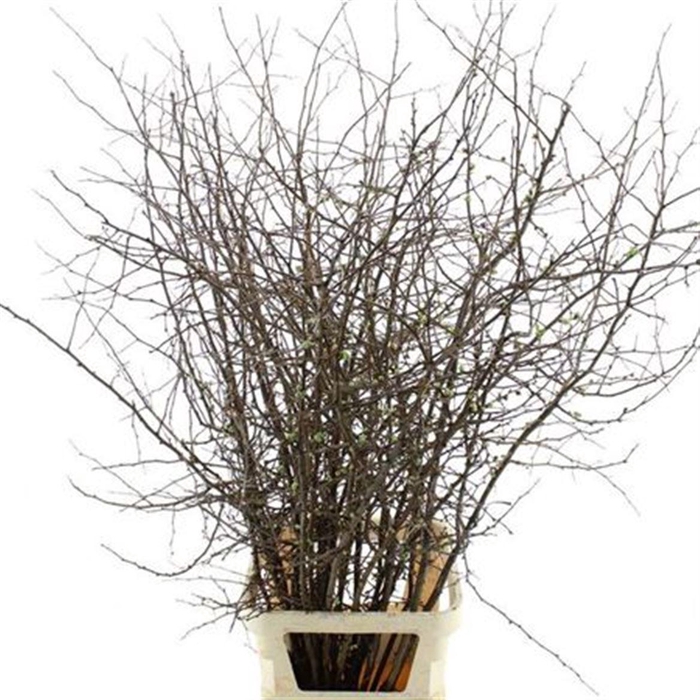 <h4>Chaenomeles Ivoor White</h4>