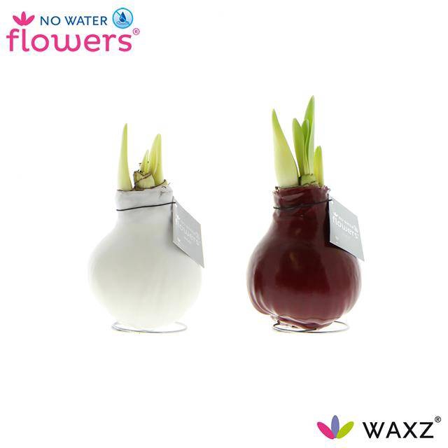 <h4>HIPP WAXZ COLOR BORDEAUX/WHITE</h4>