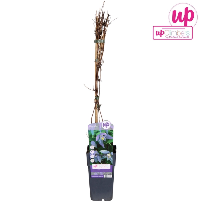 <h4>Clematis alpina</h4>