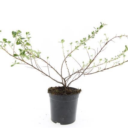 Escallonia Donard Seedling