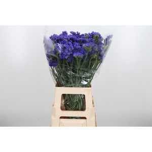 Limonium Crystal Dark Blue