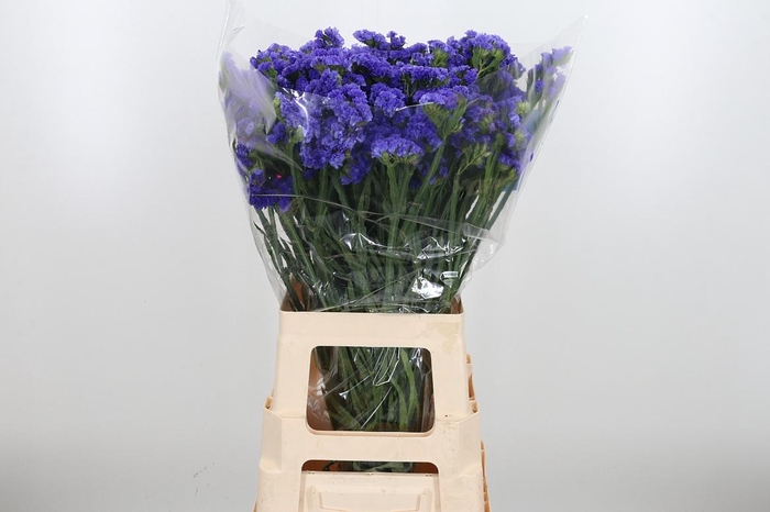 <h4>Limonium Crystal Dark Blue</h4>