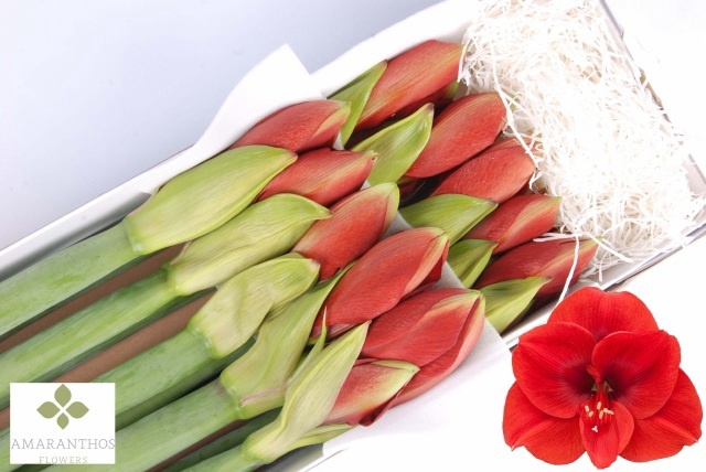 <h4>HIPP GA FERRARI</h4>