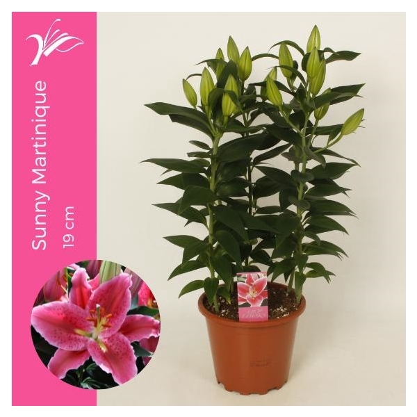 <h4>Lilium Sunny Martinique 19 cm (or. lelie)</h4>