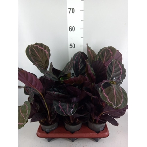Calathea roseopicta 'Dottie'
