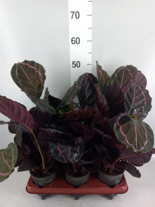 <h4>Calathea roseopicta 'Dottie'</h4>