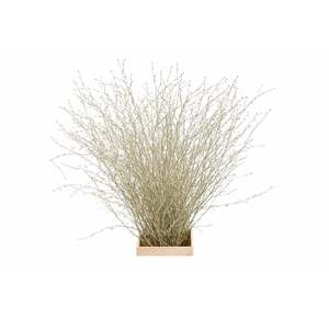 Berk 70cm Platina Pbs