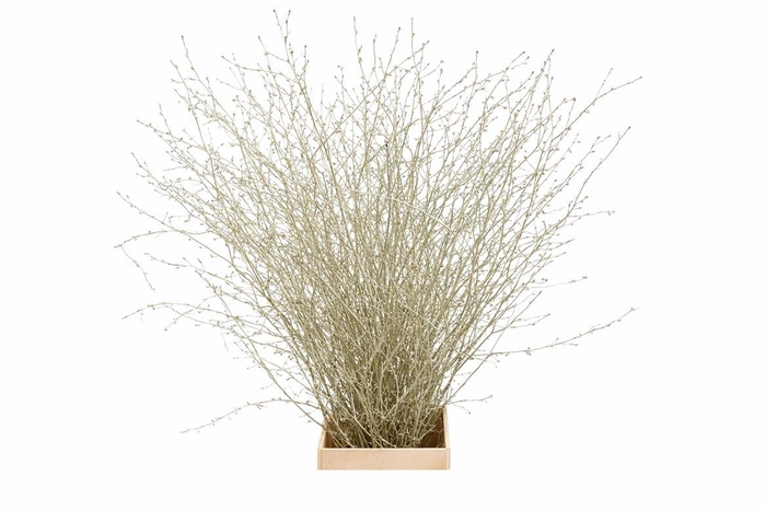 <h4>Berk 70cm Platina Pbs</h4>