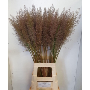 Calamagrostis Brachy