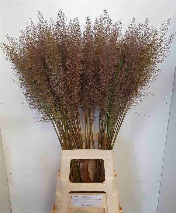 <h4>Calamagrostis Brachy</h4>
