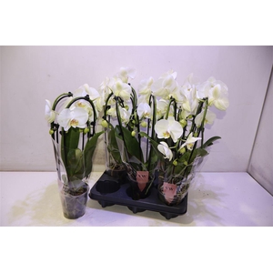 arr8 Phal An Glasgow