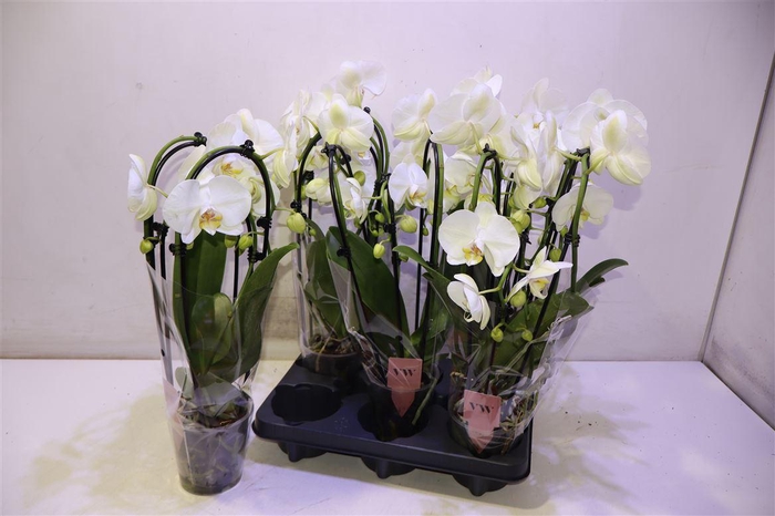 <h4>arr8 Phal An Glasgow</h4>