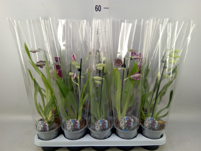<h4>Miltoniopsis   ...</h4>