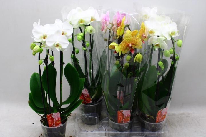 <h4>PHAL EL CASCADE</h4>