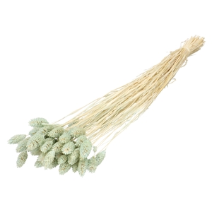 Dried flowers Phalaris 70cm