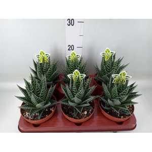 Aloe aristata 'Tiki Tahi'