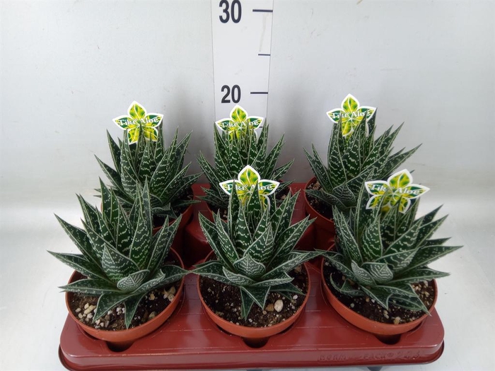 <h4>Aloe aristata 'Tiki Tahi'</h4>