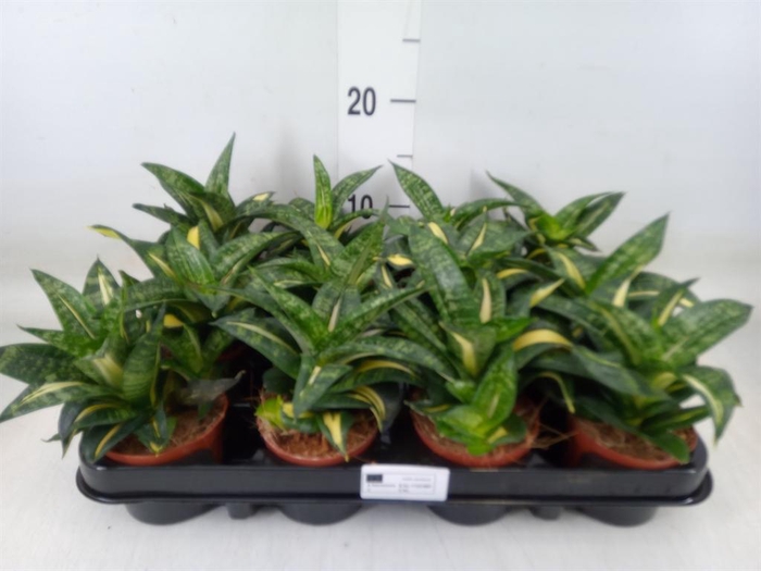 <h4>Sansevieria trifa. 'Hahnii'</h4>