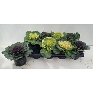 BRASSICA (SIERKOOL)