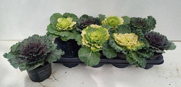 <h4>BRASSICA (SIERKOOL)</h4>