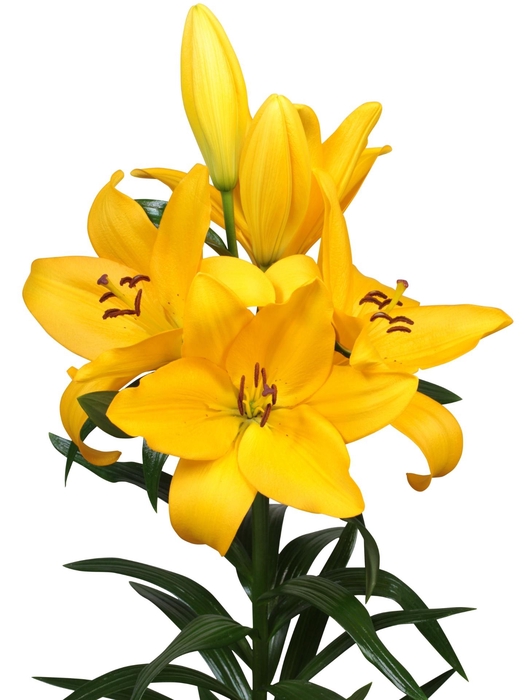 <h4>LI LA POMPIDOU</h4>