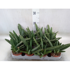 Gasteria carinata var. verrucosa