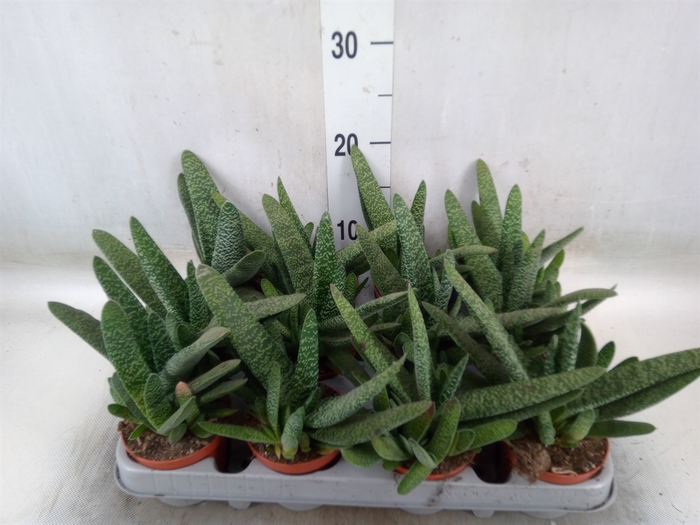<h4>Gasteria carinata var. verrucosa</h4>
